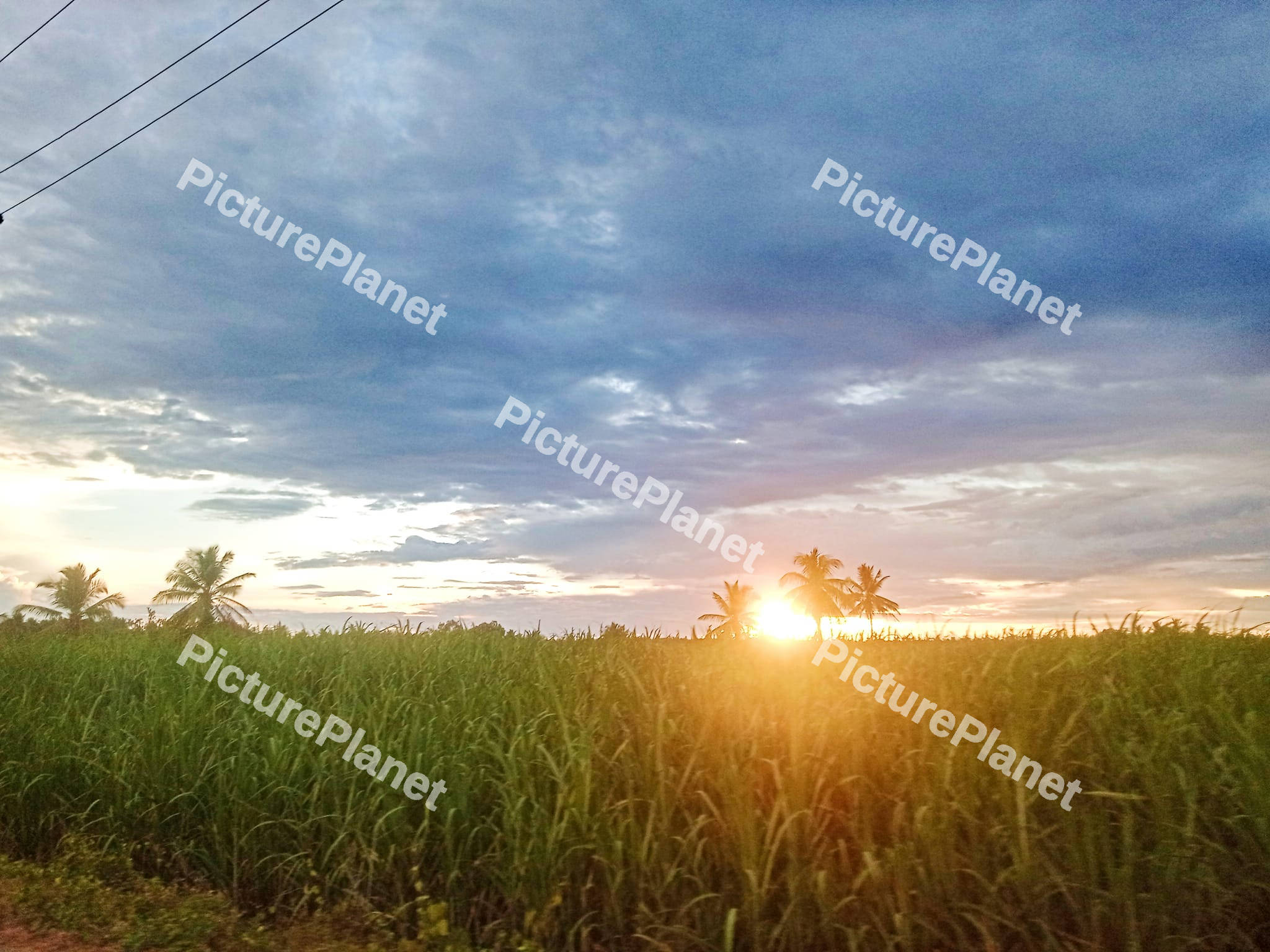 Beautiful sunrise in a field